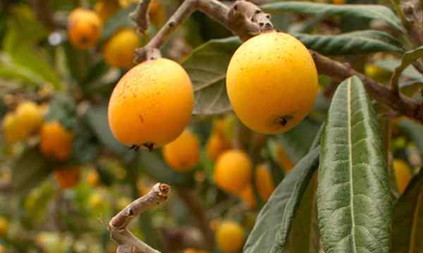 Cómo cultivar un árbol de loquat para grandes cosechas