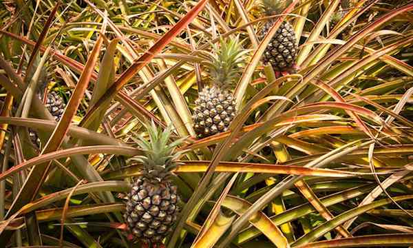 Comment développer un ananas trois méthodes à utiliser