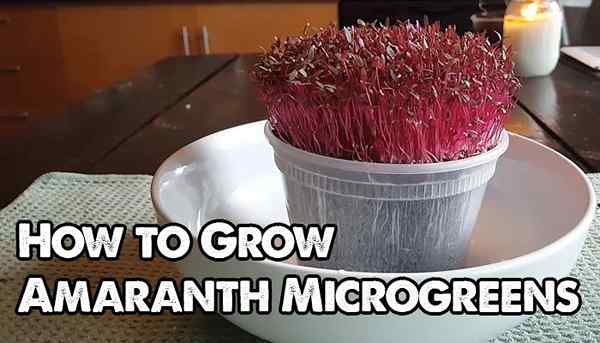 Cara menumbuhkan microgreens amaranth dengan cepat dan mudah