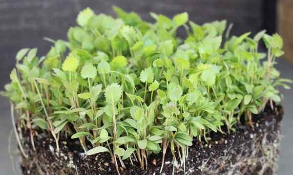 Cara menumbuhkan microgreens adas manis dan mudah