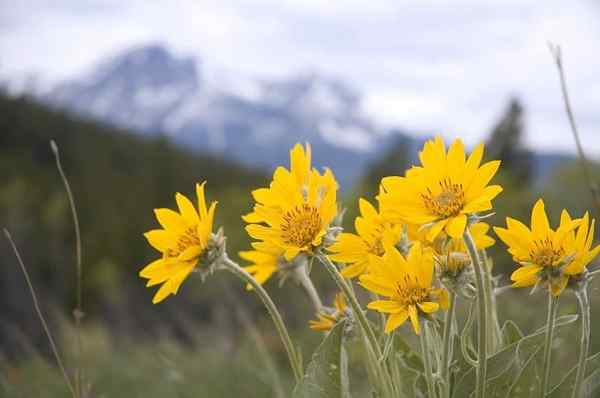 Como cultivar Arnica Montana | Guia em crescimento