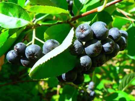 Cómo cultivar Aronia (Chokeberry) | Plantación y cultivo de bayas de Aronia