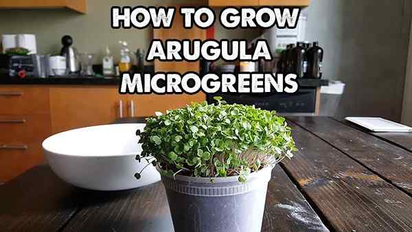 Como cultivar rúcula microgreens rápido e fácil