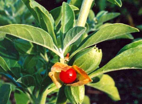 Como cultivar Ashwagandha | Cultivo e cultivo de Ashwagandha