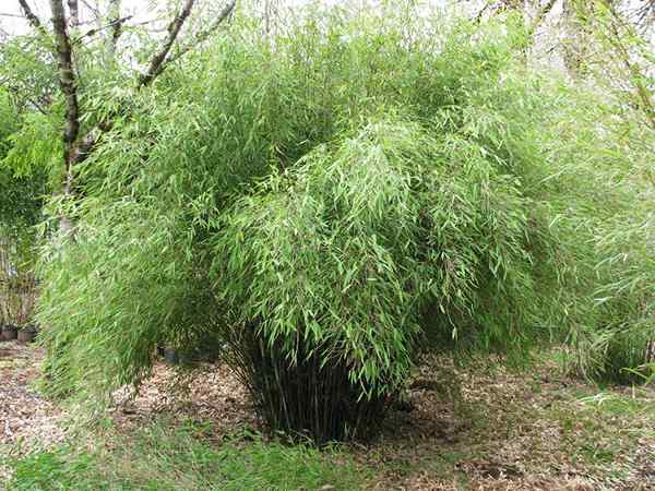 Como cultivar bambu a partir de estacas | Plantando estacas de bambu