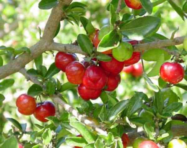 Comment faire pousser la cerise de la Barbade | Soins et Croix Acerola Cherry