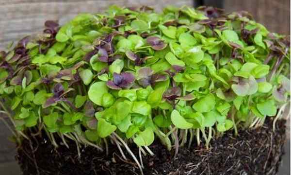 Cómo cultivar microgreens de albahaca rápido y fácil