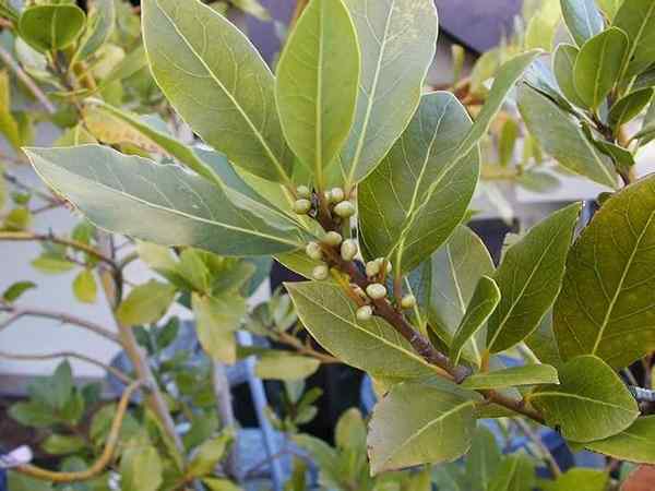 Comment cultiver Bay Laurel | Soins et cultiver des feuilles de baie