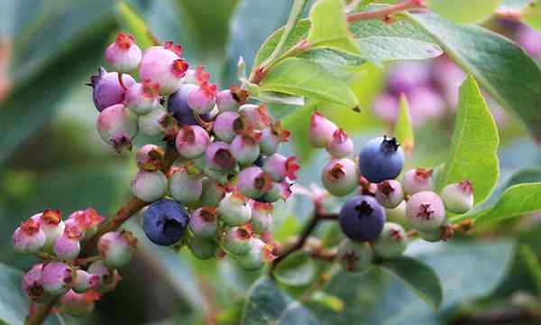 Cara menumbuhkan blueberry di tepi gantang