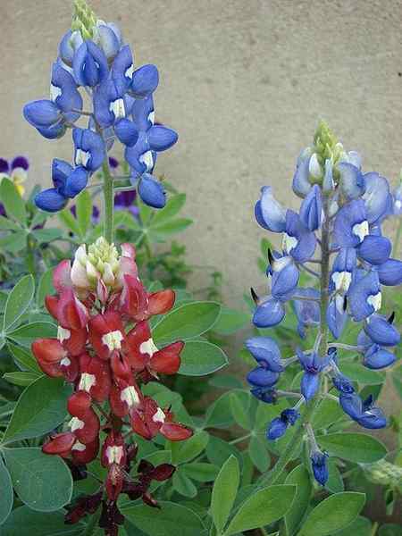 Cara Tumbuh Bluebonnets | Tumbuh dan menanam bluebonnets