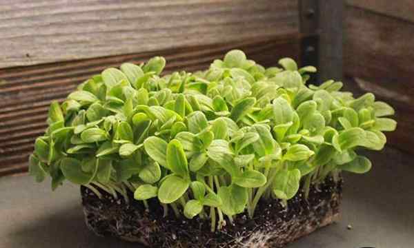 Comment cultiver des micro-verts en plein air rapide et facile