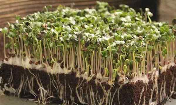 Comment faire pousser des micro-verts de brocoli rapidement et faciles