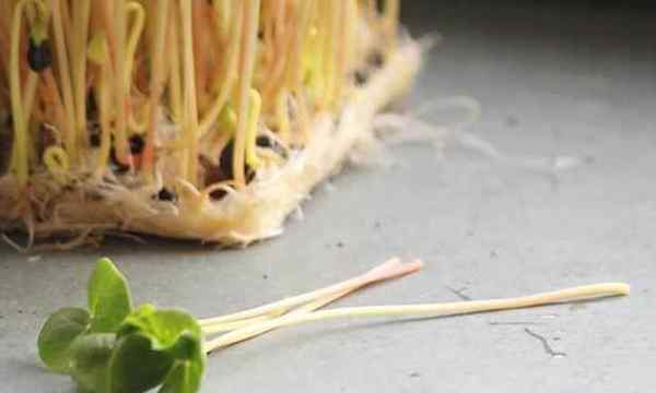 Como cultivar microgreens de trigo sarraceno rápido e fácil