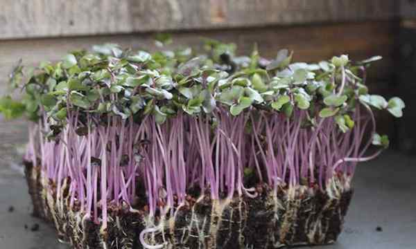 Comment cultiver des micro-verts de chou rapide et facile