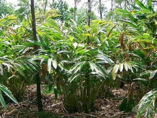Cómo cultivar cardamomo | Growing Cardamom (Elaichi)