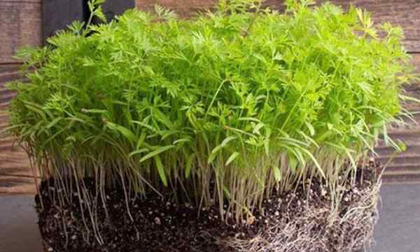 Cara menumbuhkan microgreens wortel dengan cepat dan mudah
