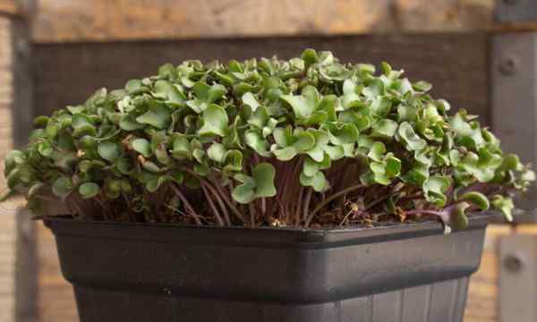 Comment cultiver des micro-verts de chou-fleur rapidement et faciles