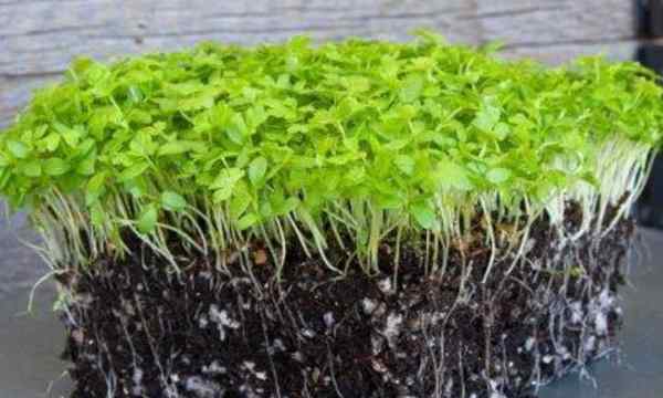 Comment faire pousser des micro-verts de céleri rapidement et faciles