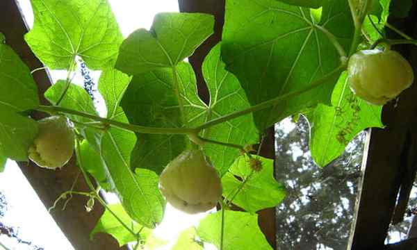Comment cultiver Chayote, Mirliton ou Choko