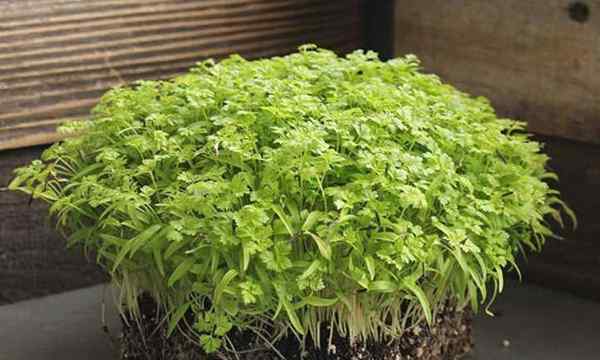 Comment faire pousser des micro-verts cerfil rapidement et faciles