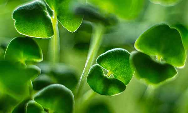 Cómo cultivar microgreens de chía rápido y fácil