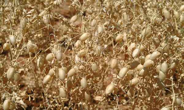 Cara Menumbuhkan Kacang untuk Hummus Buatan Sendiri