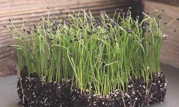 Comment faire pousser des micro-verts à ciboulette rapidement et faciles