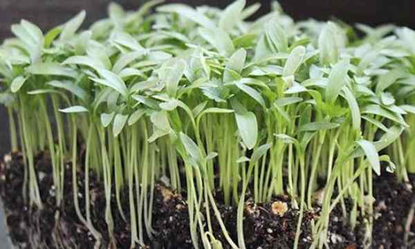 Como cultivar microgreens de coentro rápido e fácil