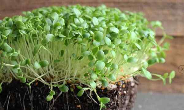 Comment faire pousser des micro-verts de trèfle rapidement et faciles