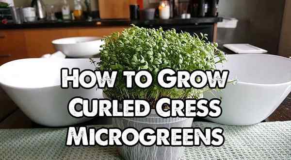 Cómo cultivar microgreens cress rápido y fácil