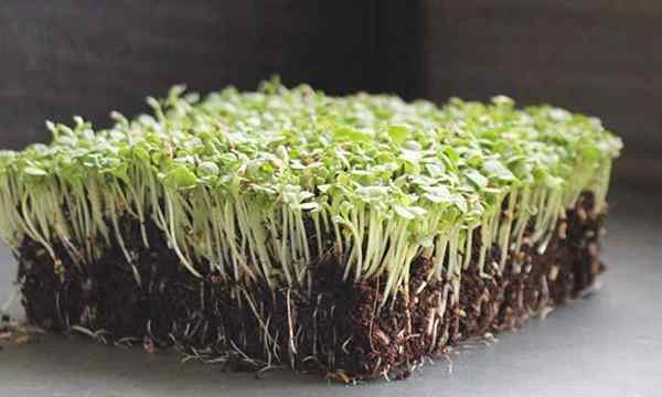 Cómo cultivar microgreens endive rápido y fácil