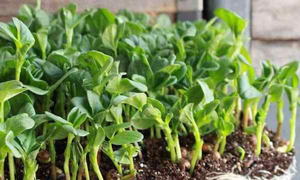 Wie man Fava -Bohnen -Mikrogreen schnell und einfach anzieht