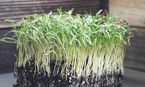 Comment cultiver des micro-verts en fenouil rapidement et facile