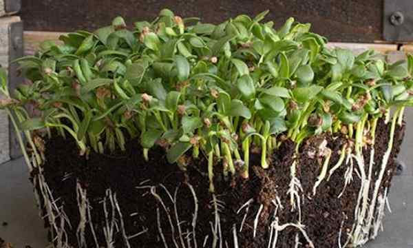 Cara menumbuhkan microgreens fenugreek dengan cepat dan mudah