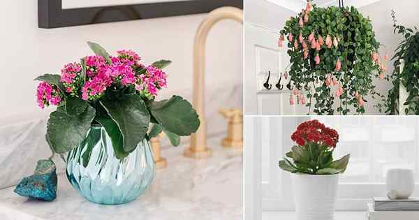 Cómo cultivar Kalanchoe con flores en el interior | Kalanchoe Blossfeldiana Care