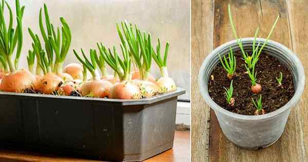 Cómo cultivar cebollas verdes | Cultivo de cebollas verdes en contenedores durante todo el año