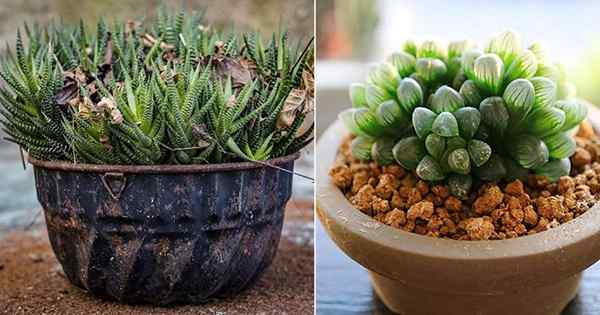 Comment cultiver Haworthia | Haworthia Care