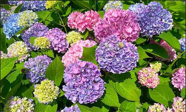 Cara menumbuhkan hydrangea dari awal hingga akhir