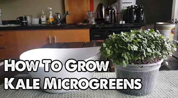 Wie man Kale Microgreens schnell und einfach anzieht