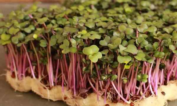 Comment cultiver des micro-verts kohlrabi rapidement et faciles