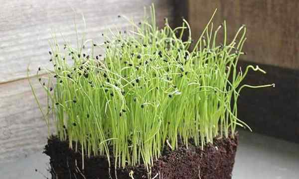 Comment faire pousser des micro-verts de poireaux rapidement et faciles