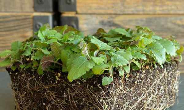 Cara menanam lemon balm microgreens dengan cepat dan mudah