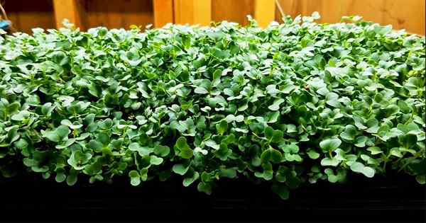 Cara menumbuhkan microgreens selada cepat dan mudah