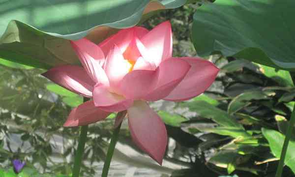Wie man Lotuswurzel für einen friedlichen Teich anbaut