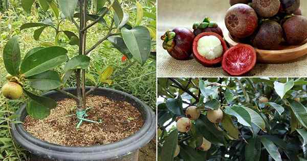 Cara Tumbuh Mangosteen Tree | Panduan Penanaman Mangosteen