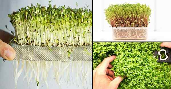 Cómo cultivar microgreens sin tierra