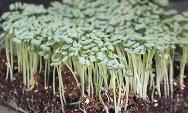 Cómo cultivar microgreens de mostaza rápido y fácil