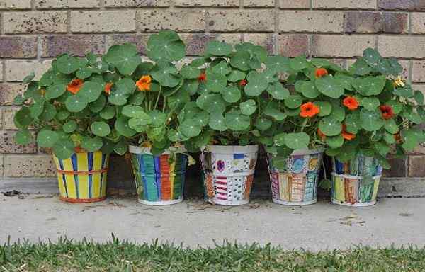 Cómo cultivar Nasturtium en un contenedor