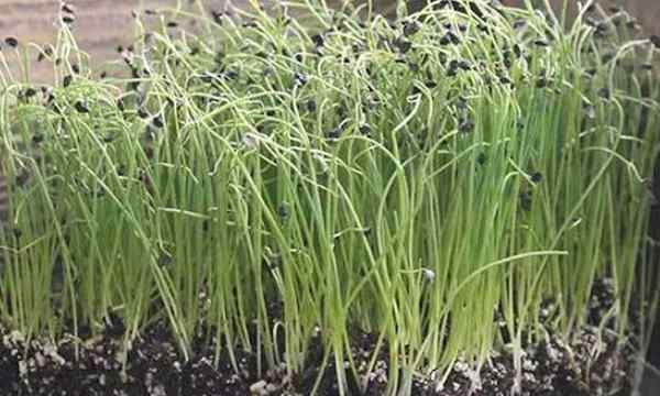 Cara Menumbuhkan Microgreen Bawang Cepat dan Mudah