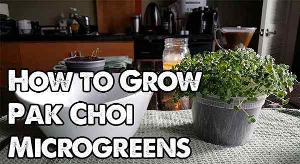 Cómo cultivar microgreens pak choi rápido y fácil